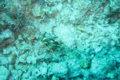 IMG_0976-.Medium