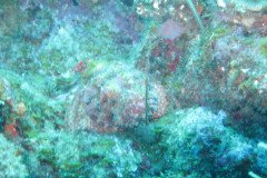 IMG_0983-.Medium