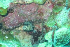 IMG_0987-.Medium