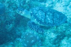 IMG_0988-.Medium