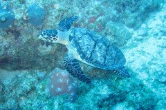 IMG_0989-.Medium