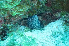 IMG_0990-.Medium