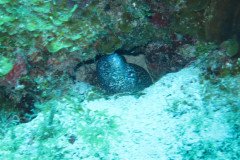 IMG_0991-.Medium