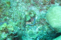 IMG_0992-.Medium