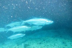 IMG_1019-.Medium