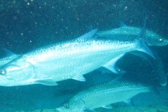 IMG_1020-.Medium